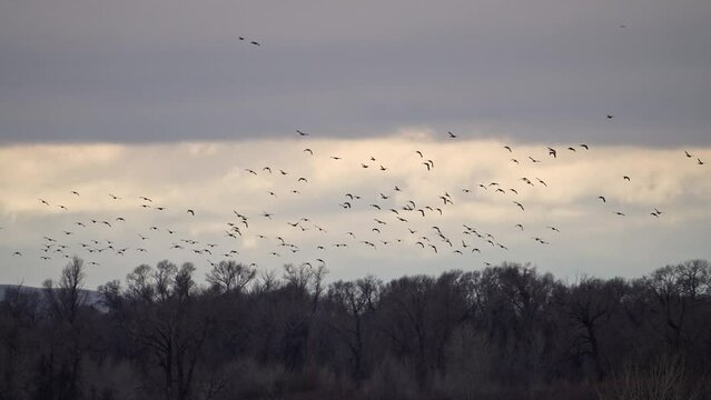 Flock of ducks flying over treetops in Idaho on cloudy day.