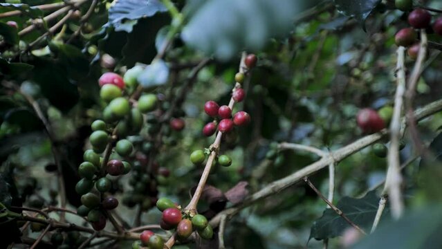 Coffee, ripe red cherries, ready to harvest.