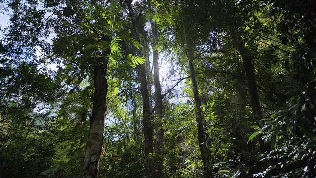 Bamboo forest in Thailand is fertile.