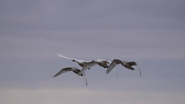 A flock of swans flying through the sky in slow motion over the landscape in Idaho.