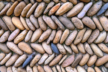 close up of a pile of dried fruits of coconut