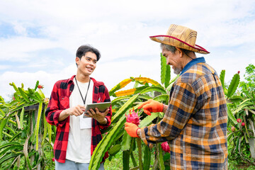 young asian man researcher interview senior man farmer and checking quality of dragon fruits with...