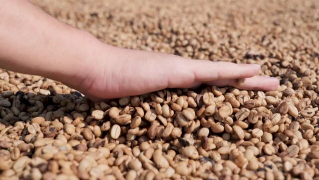 Drying coffee beans in the sun. Slow motion shot.