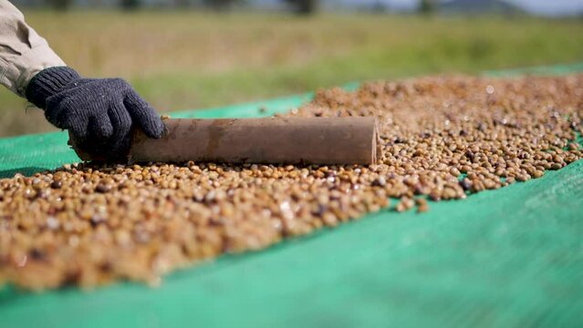 Drying coffee beans in the sun. Slow motion shot.