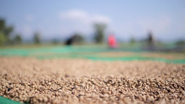 Drying coffee beans in the sun.