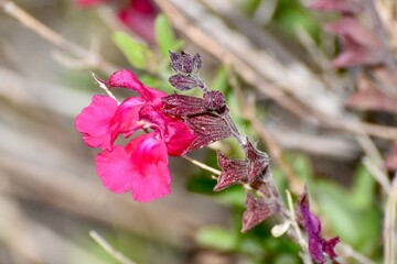 Fuchsia pink flower in the garden