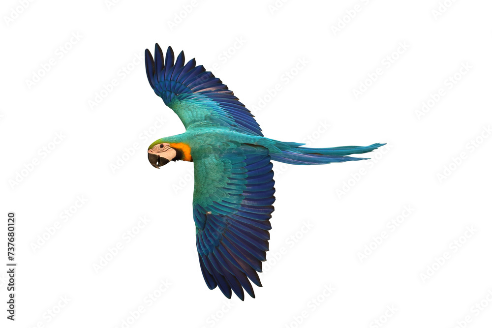 Wall mural Colorful flying Blue and Gold Macaw parrot isolated on transparent background png file