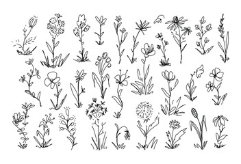 Set of doodle flower, Blooming flowers and floral decoration.