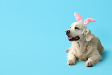 Cute Labrador dog in bunny ears lying on blue background. Easter celebration