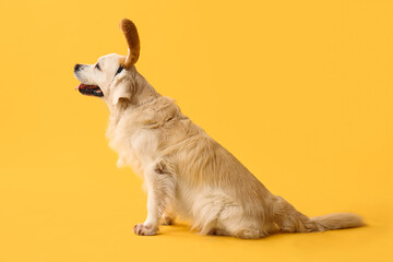 Cute Labrador dog in bunny ears on yellow background. Easter celebration