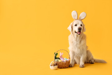Cute Labrador dog in bunny ears with Easter eggs on yellow background