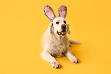 Cute Labrador dog in bunny ears lying on yellow background. Easter celebration - obrazy, fototapety, plakaty