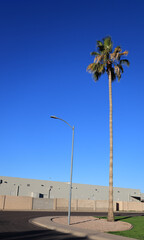 Arizona residential street corner decorated with tall skinny palm 
