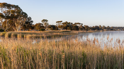 Reeds with the shoreline in the background on a very calm morning on the Coorong at Meningie South Australia on October 2nd 2023
