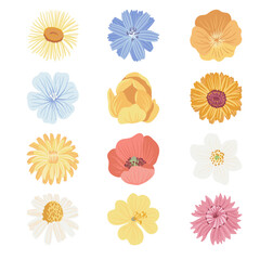 field flowers, vector drawing wild flowerheads at white background, floral elements, hand drawn botanical illustration