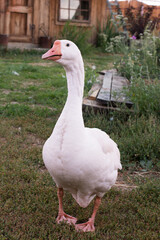 Portrait of a white goose with red paws and blue eyes against the background of green grass of a village yard.