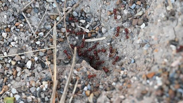Red Harvester Ants