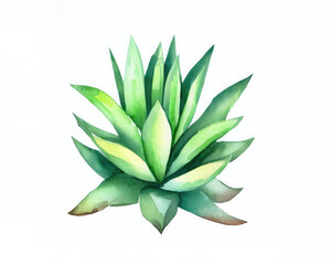 Fototapeta na wymiar Watercolor hand-drawn green succulent aloe vera plant isolated on white background