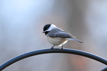 Virginia Birds