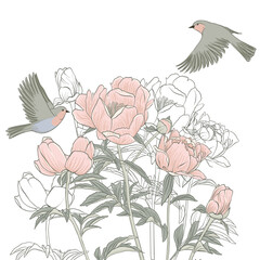 pink peony flowers and robin birds, vector drawing floral composition at white background, flowering garden , hand drawn natural illustration