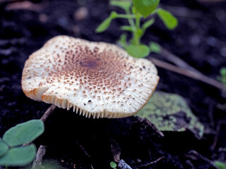 a cap of mushrooms grown in a garden bed