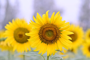 Beautiful field Fresh Sunflower blooming in the morning sun shine golden light and blurry with nature background in the garden, Thailand.