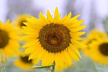 Beautiful field Fresh Sunflower blooming in the morning sun shine golden light and blurry with nature background in the garden, Thailand.