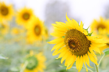 Fototapeta premium Beautiful field Fresh Sunflower blooming in the morning sun shine golden light and blurry with nature background in the garden, Thailand.
