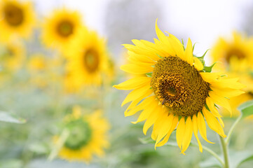 Fototapeta premium Beautiful field Fresh Sunflower blooming in the morning sun shine golden light and blurry with nature background in the garden, Thailand.
