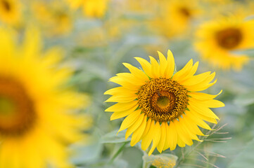 Beautiful field Fresh Sunflower blooming in the morning sun shine golden light and blurry with nature background in the garden, Thailand.