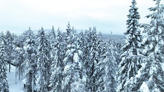 Flying Over Frozen Forests In Pyha, Finland - Drone Shot