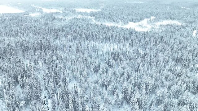 Snowy Winter Forest In Pyha, Finland - Aerial Drone Shot
