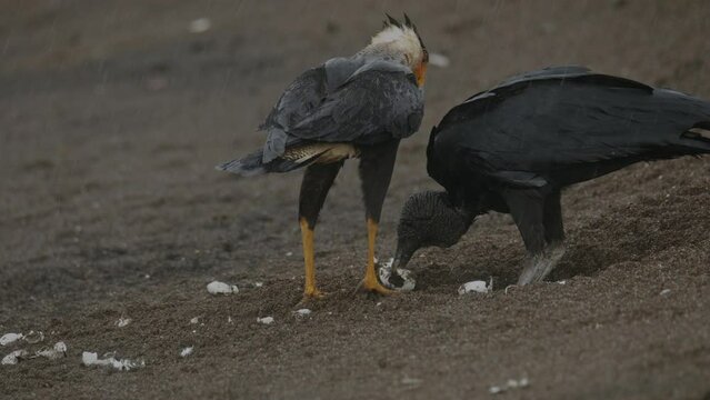 Caracara and Black Vulture compete for turtle eggs prey on Costa Rica beach 