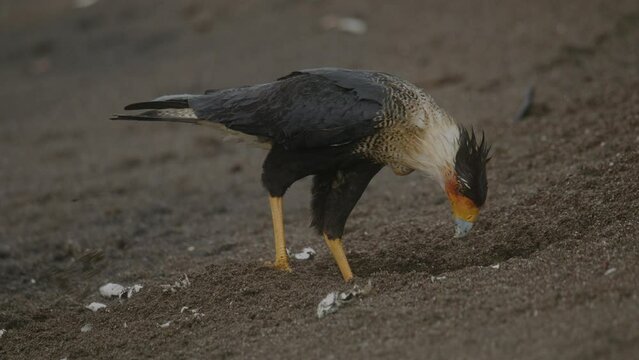Crested Caracara foraging for sea turtle eggs on a sandy beach, Costa Rica