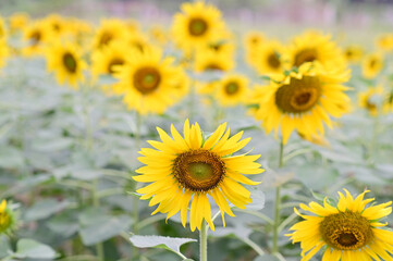 Beautiful field Fresh Sunflower blooming in the morning sun shine golden light and blurry with nature background in the garden, Thailand.