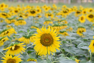 Beautiful field Fresh Sunflower blooming in the morning sun shine golden light and blurry with nature background in the garden, Thailand.