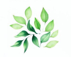 Hand drawn boho green leaf. watercolor illustration leaves