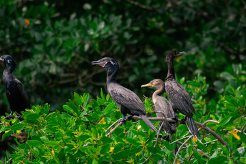 Naklejka premium Aves de manglares, Cormoran neotropical