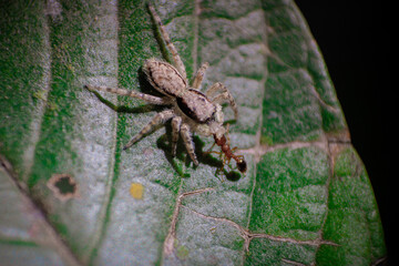 Araña y hormiga