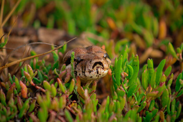Serpiente mazacuata