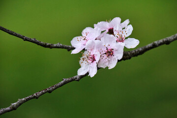 Sakura or cherry blossoms against green background. Victoria. BC. Canada
