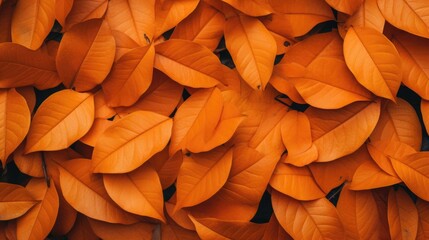 A background of juicy leaves. Orange foliage, abstract background, natural texture. A place for the text.
