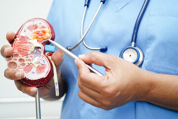 Chronic kidney disease, doctor with model for treatment urinary system, urology, Estimated...