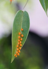 Tiny orange flowers of Pleurothallis Truncata, an orchid family from Ecuador