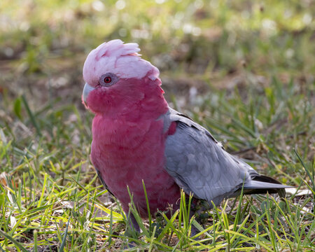 galah or red-breasted cockatoo sitting on the grass