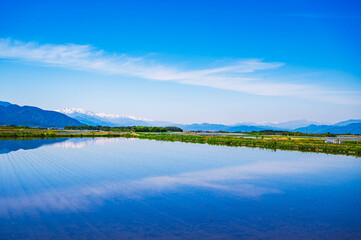春のあづみ野　水田と北アルプス