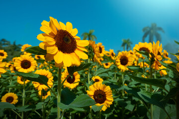 Sunflowers for nature background.