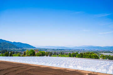 山形村のスイカ栽培