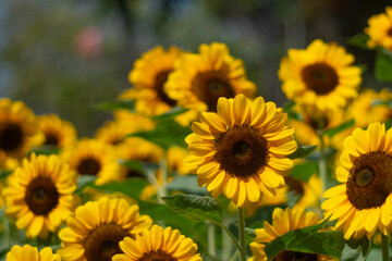 Naklejka premium Sunflowers for nature background.