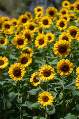 Sunflowers for nature background.